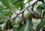 Diospyros mespiliformis