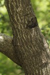 Diospyros mespiliformis