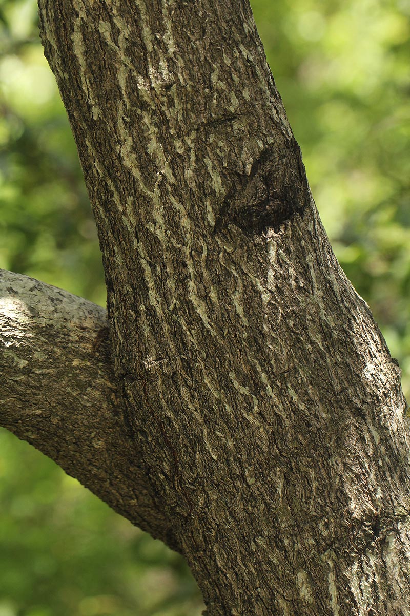Diospyros mespiliformis