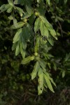 Diospyros mespiliformis
