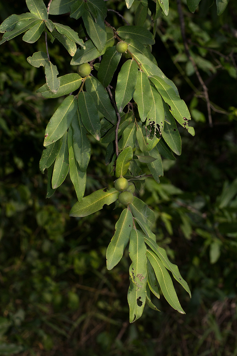 Diospyros mespiliformis
