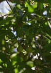 Diospyros mespiliformis
