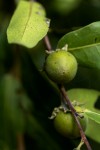 Diospyros mespiliformis