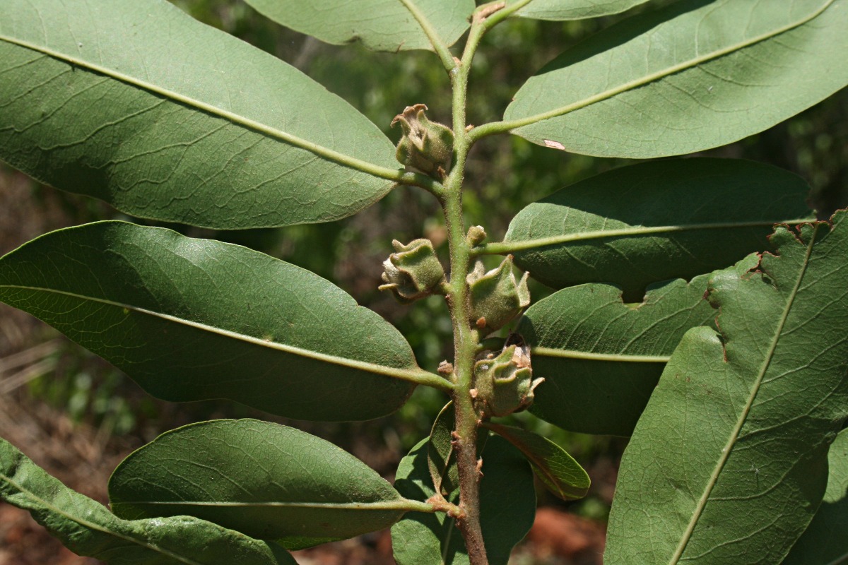 Diospyros mespiliformis