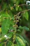 Diospyros mespiliformis