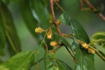 Diospyros mespiliformis