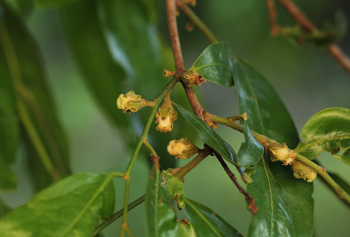 Diospyros mespiliformis
