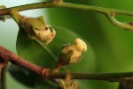 Diospyros mespiliformis