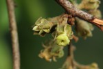 Diospyros mespiliformis