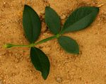 Schrebera alata