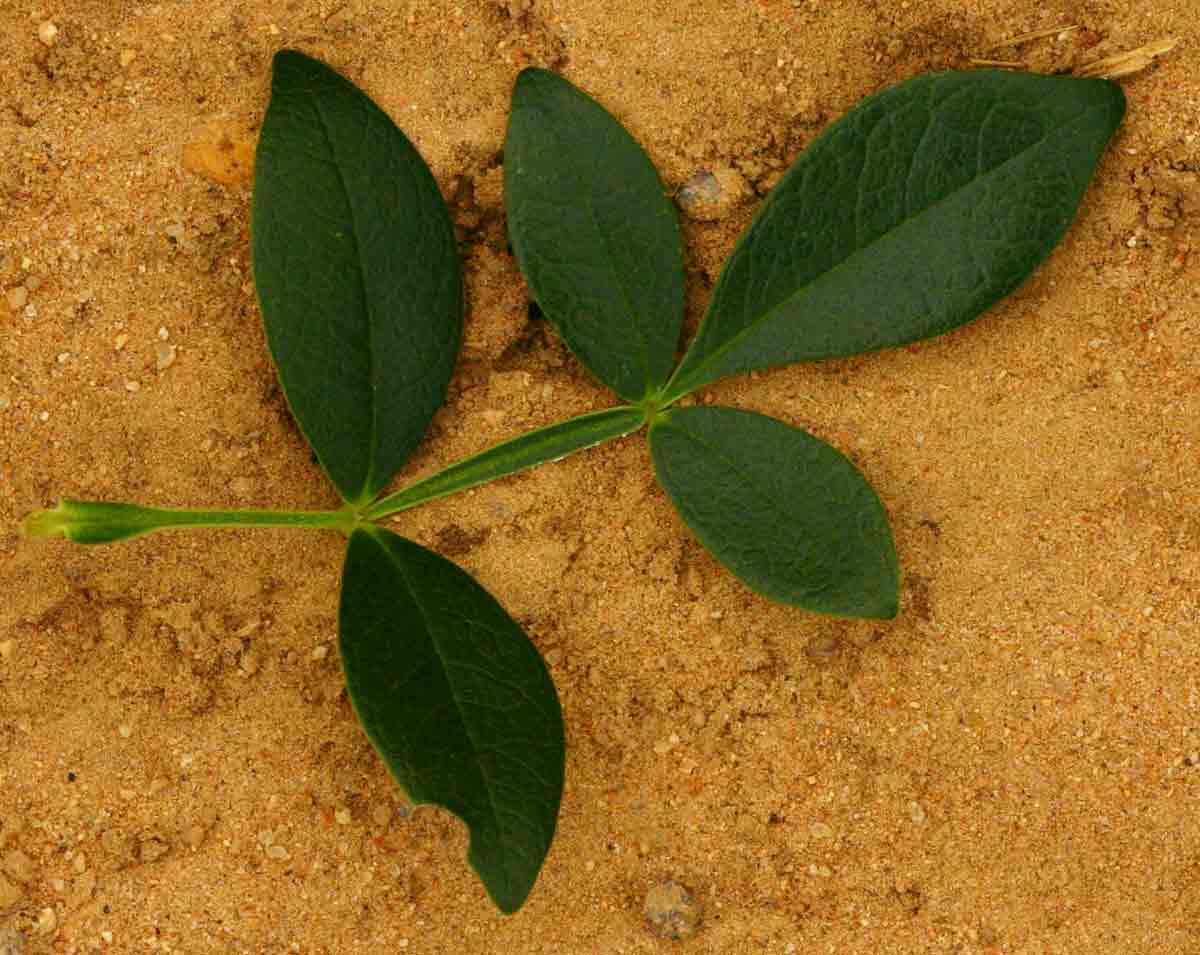 Schrebera alata
