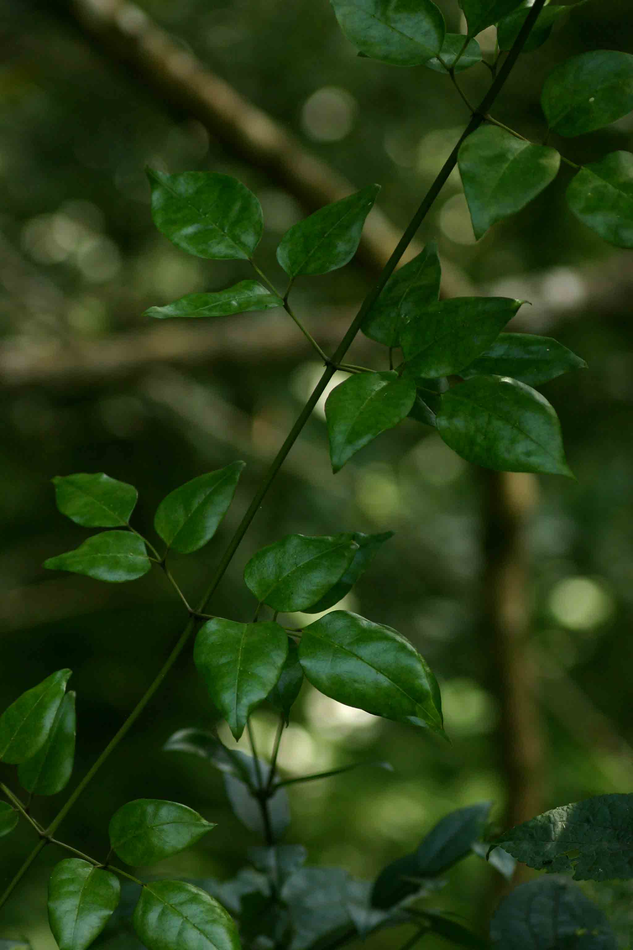 Jasminum abyssinicum