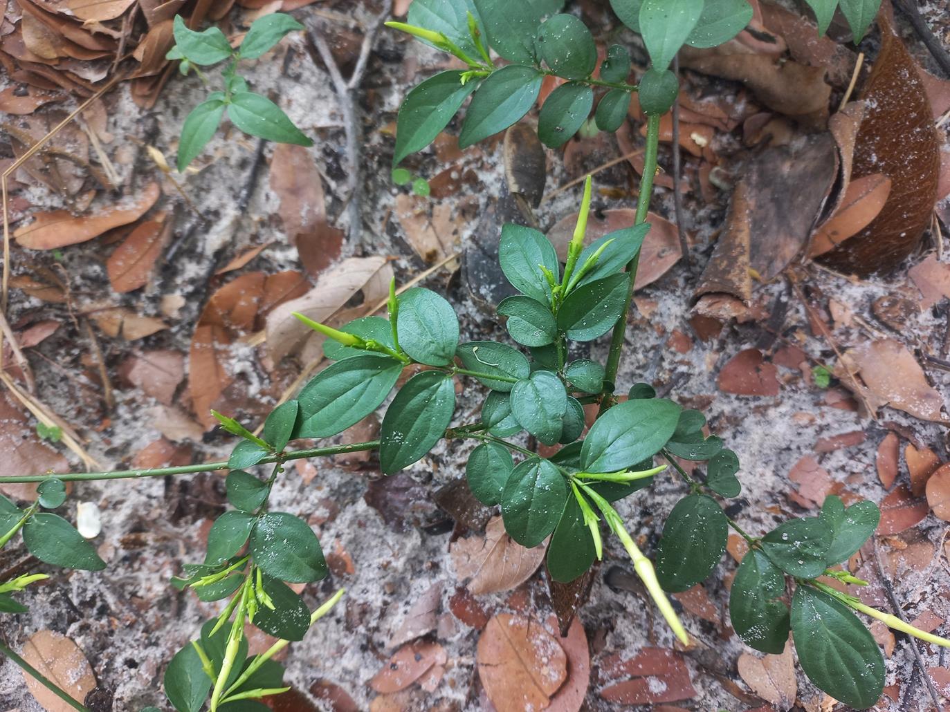 Jasminum streptopus