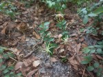 Jasminum streptopus