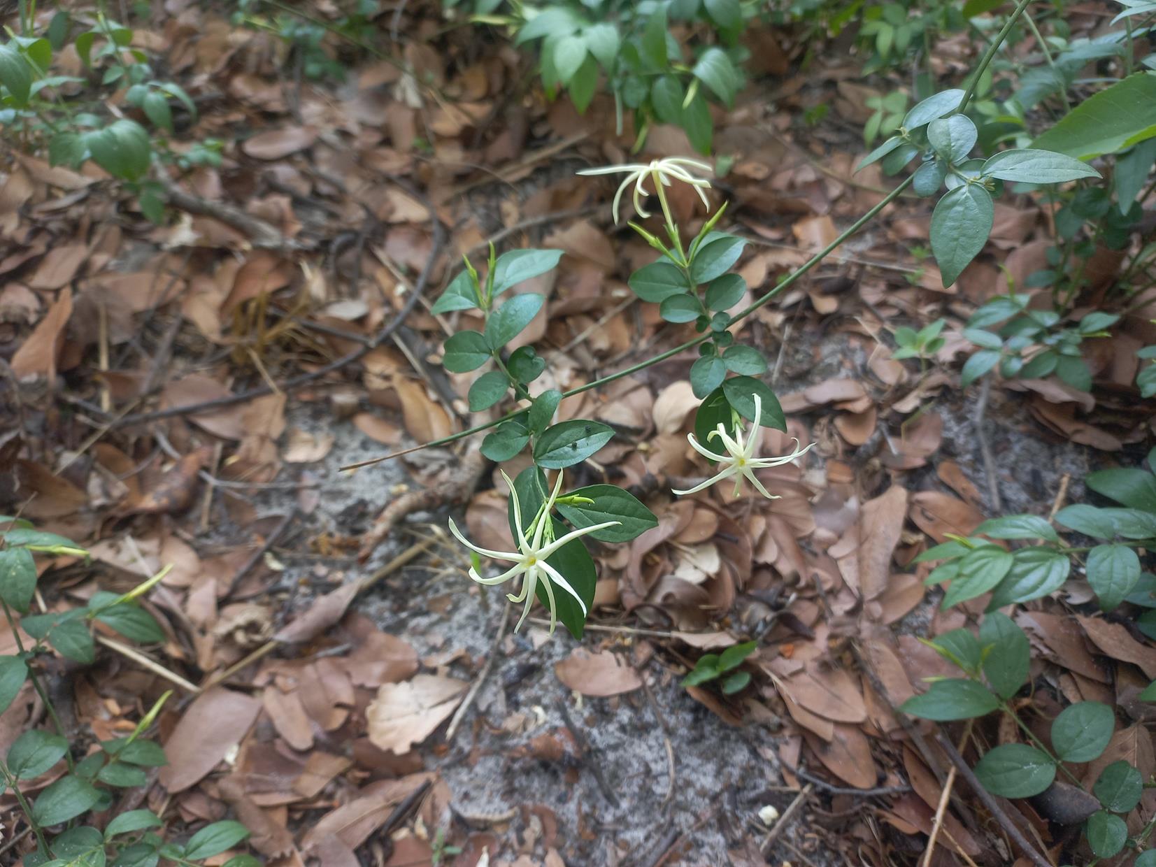 Jasminum streptopus