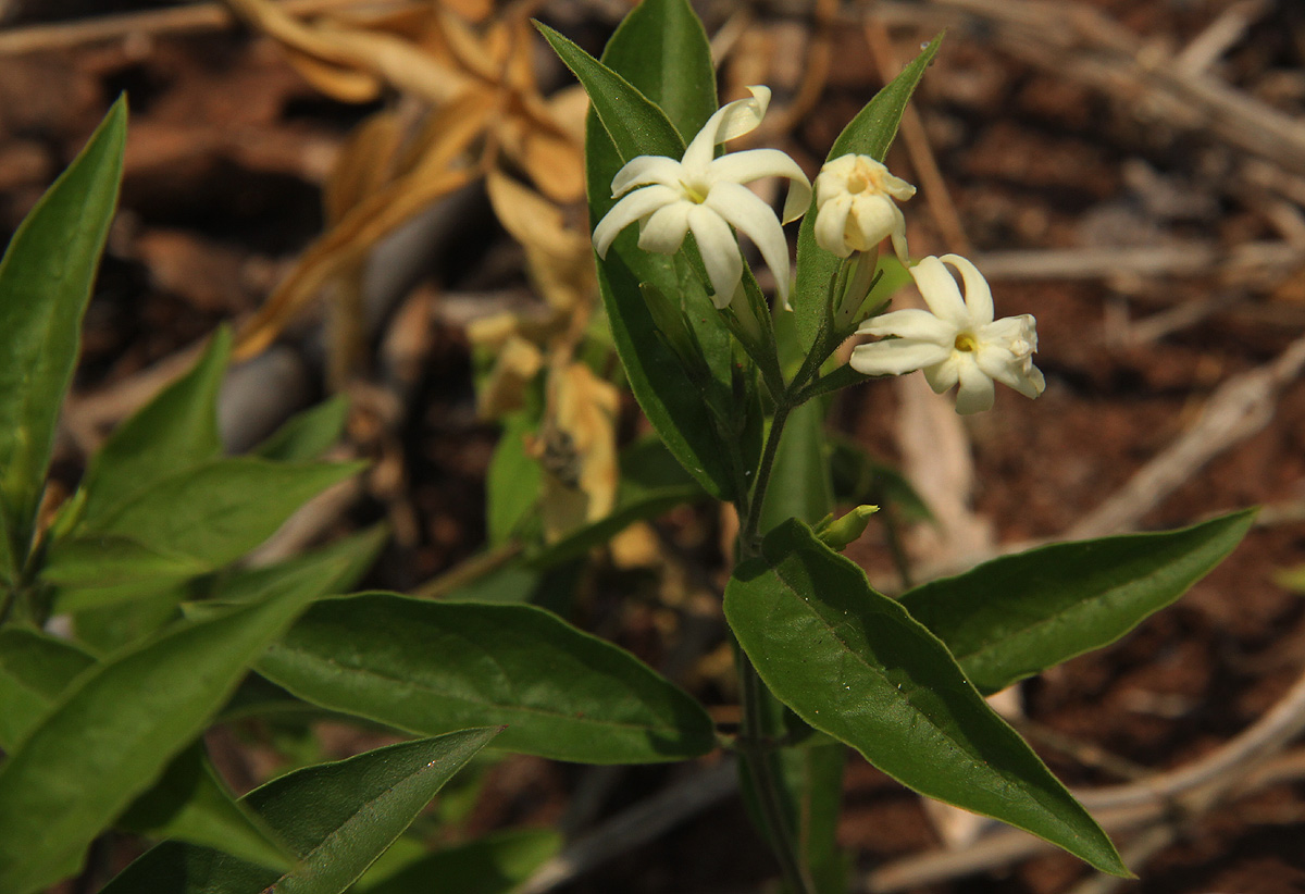 Jasminum streptopus