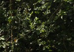 Strychnos angolensis