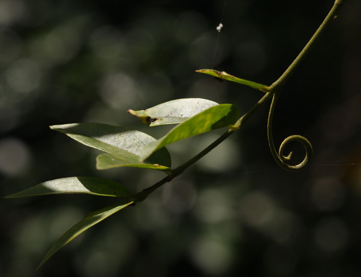 Strychnos angolensis