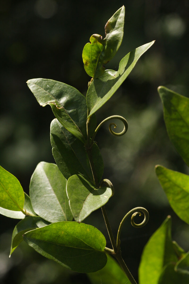 Strychnos angolensis