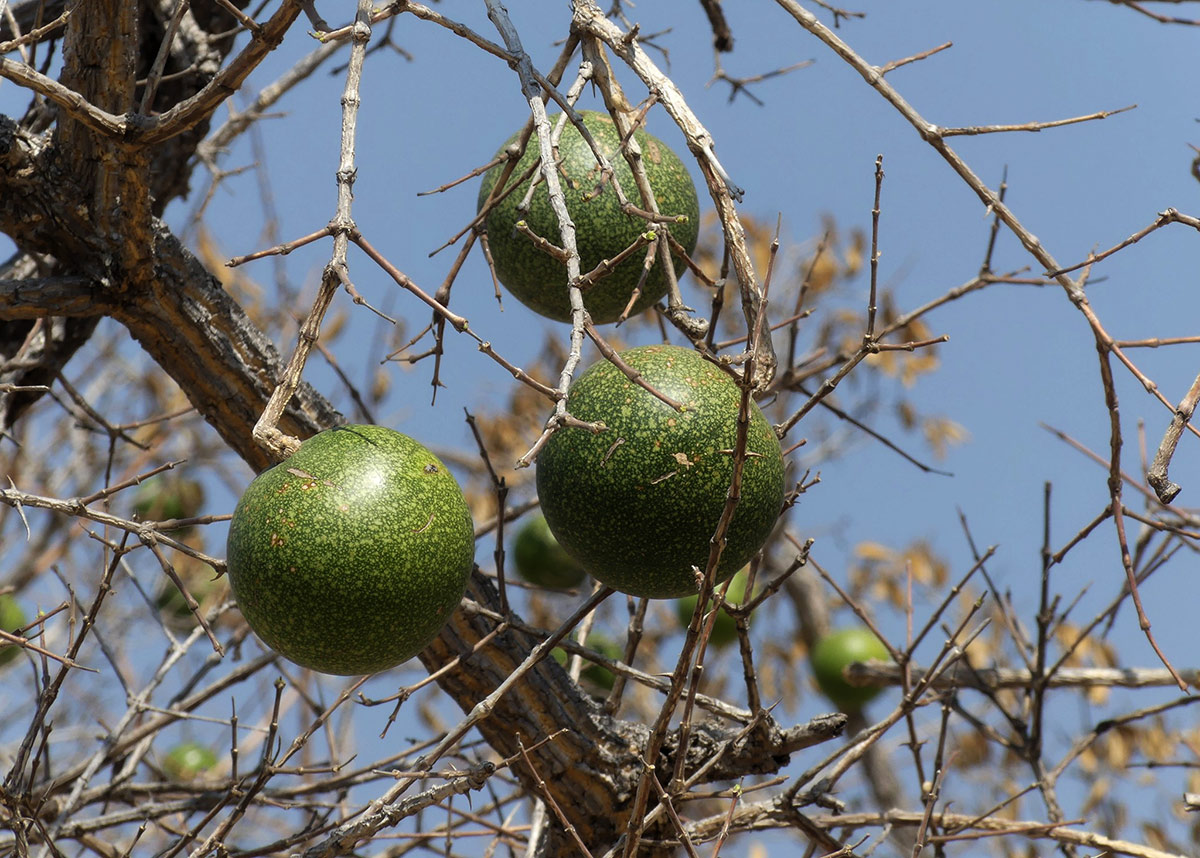 Strychnos cocculoides