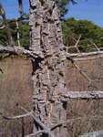 Strychnos cocculoides