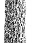 Strychnos cocculoides