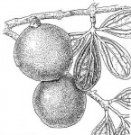 Strychnos innocua
