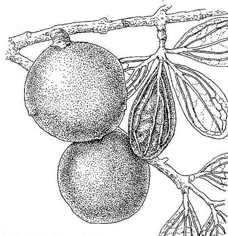 Strychnos innocua