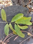 Strychnos innocua
