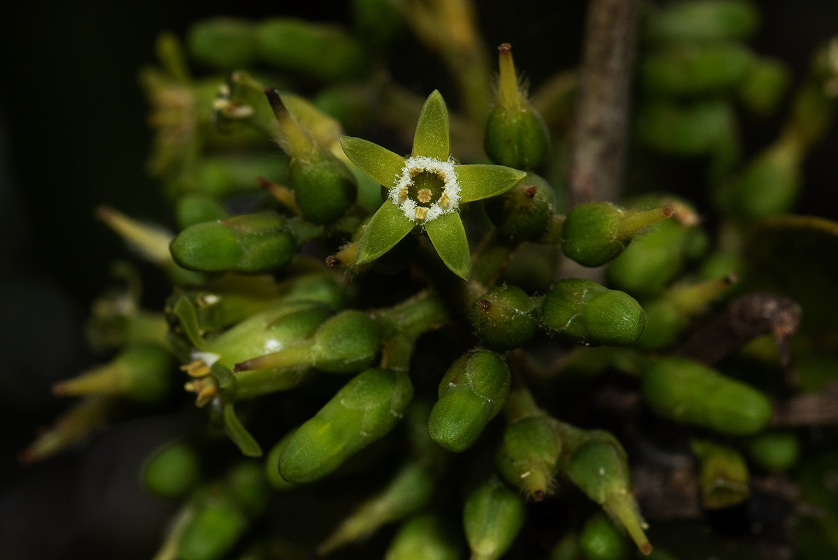Strychnos lucens