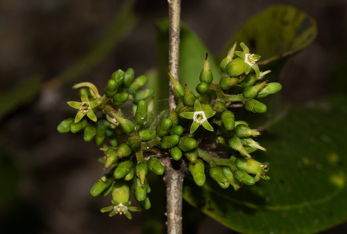 Strychnos lucens