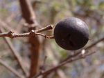 Strychnos potatorum