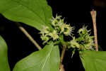 Strychnos potatorum
