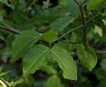 Strychnos potatorum
