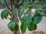 Strychnos spinosa