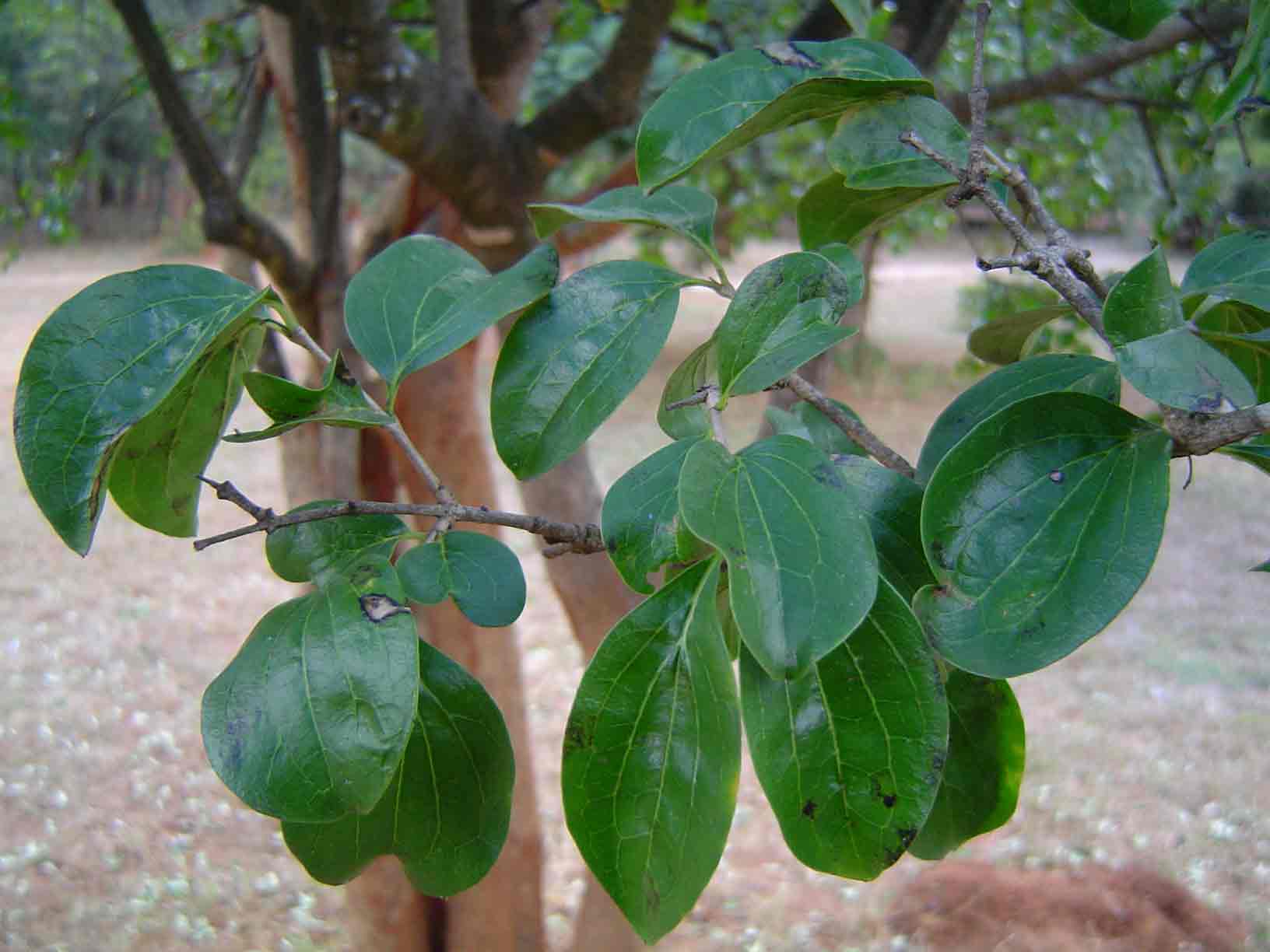 Strychnos spinosa