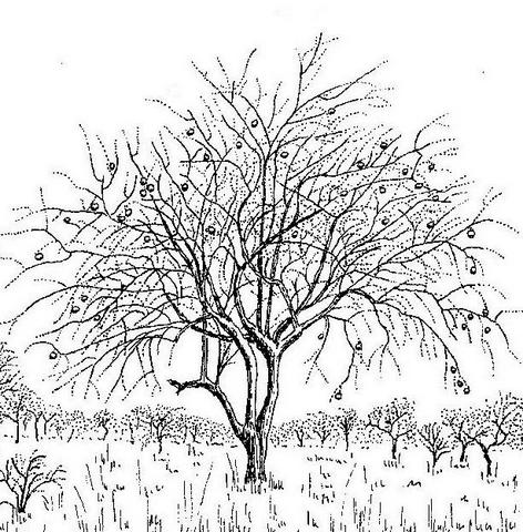 Strychnos spinosa