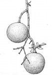 Strychnos spinosa