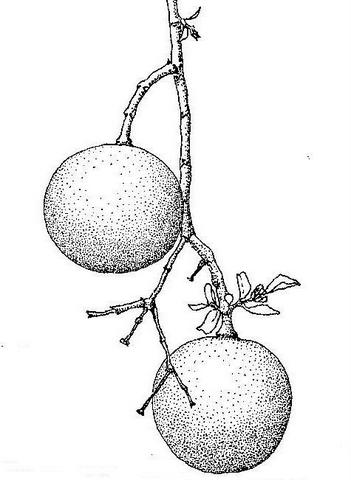 Strychnos spinosa