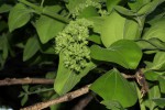Strychnos spinosa