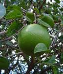 Strychnos spinosa