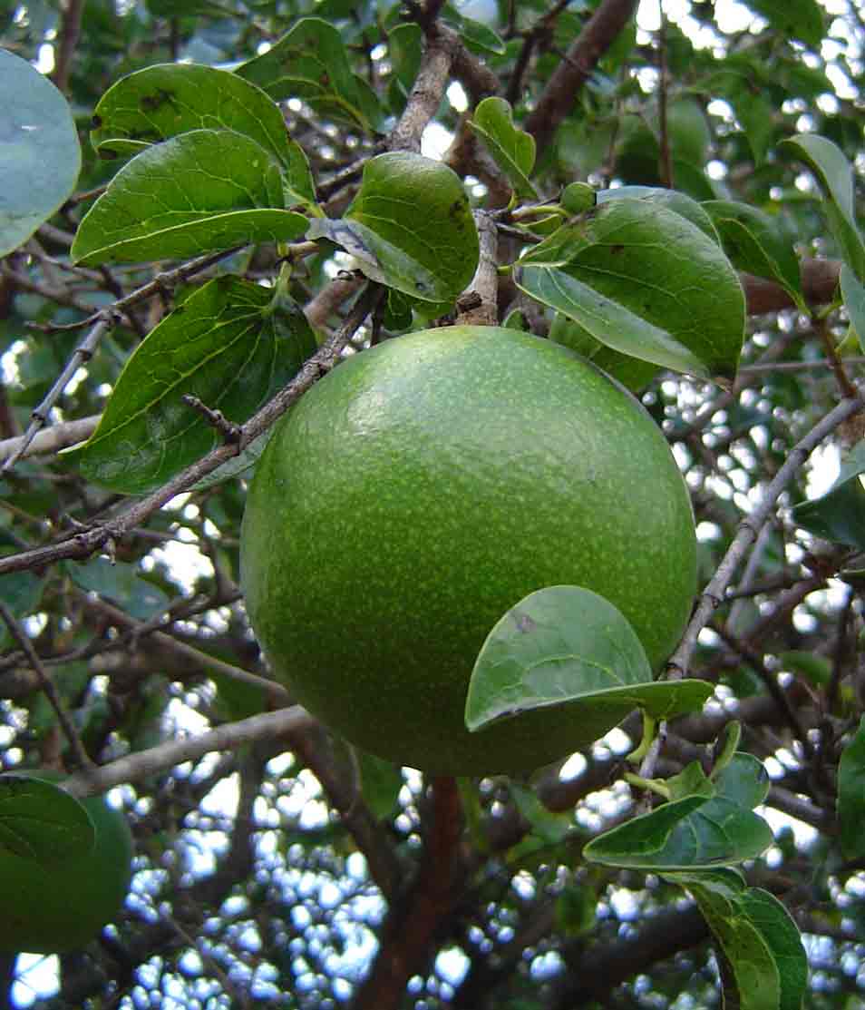 Strychnos spinosa