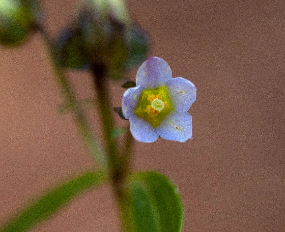 Exacum oldenlandioides