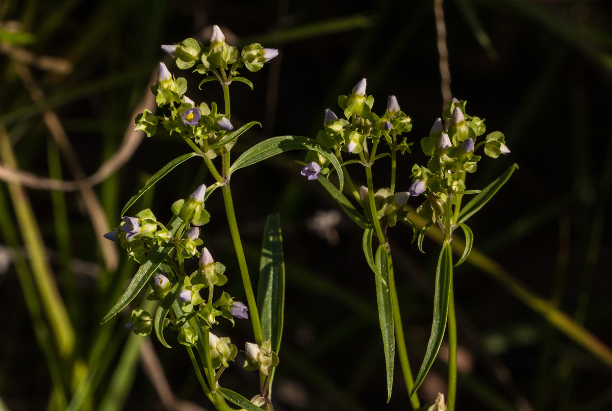 Exacum oldenlandioides
