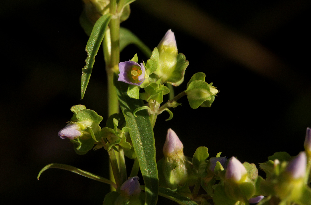 Exacum oldenlandioides