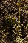Sebaea leiostyla