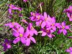 Chironia purpurascens subsp. humilis