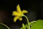 Nymphoides forbesiana