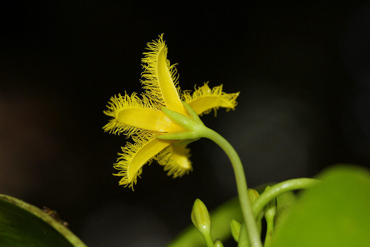 Nymphoides forbesiana