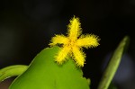 Nymphoides forbesiana